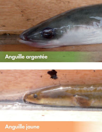 anguilles argentée jaunes Yonne anguilles argentée jaunes Yonne